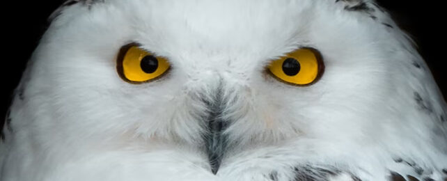 Close up of snowy owl face with brilliantly fierce yellow eyes.