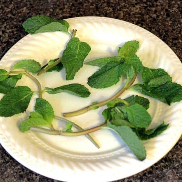 Overhead view of fresh-looking mint leaves on plate